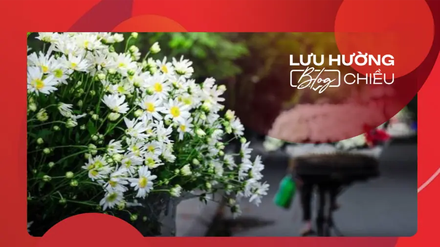 Cúc họa mi gọi mùa về